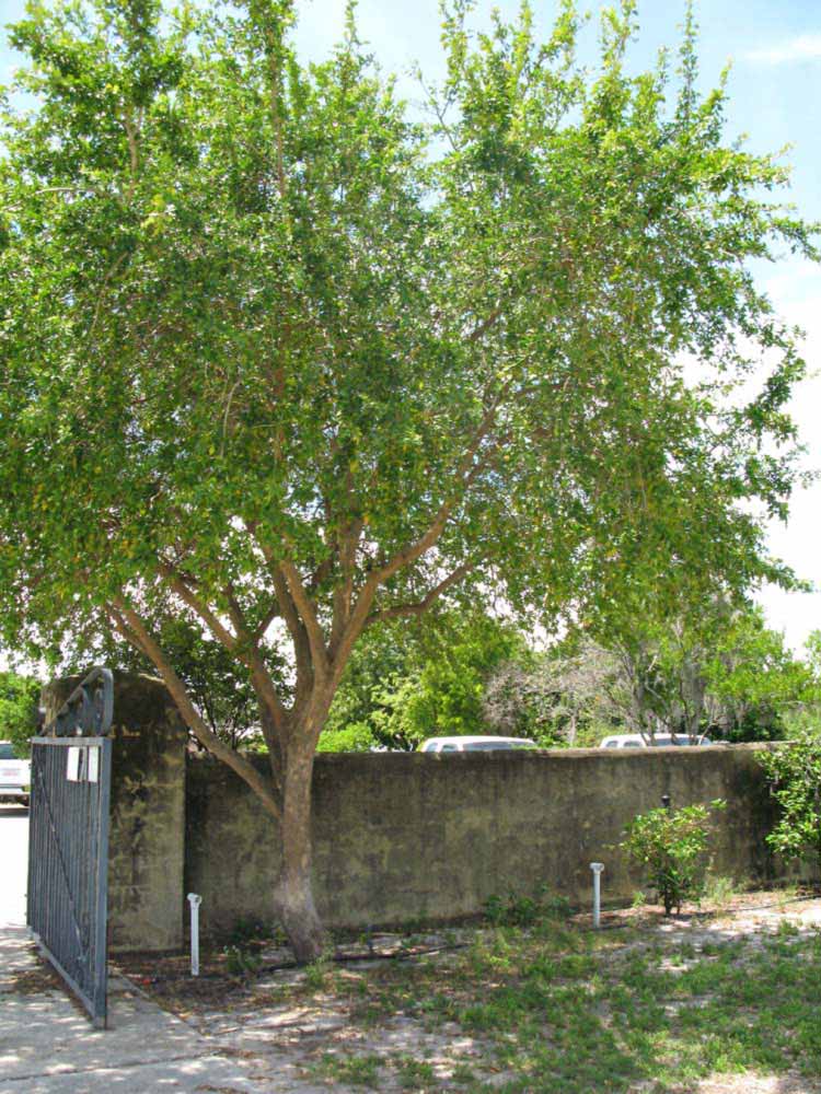              Habit (Winter Haven, FL)       